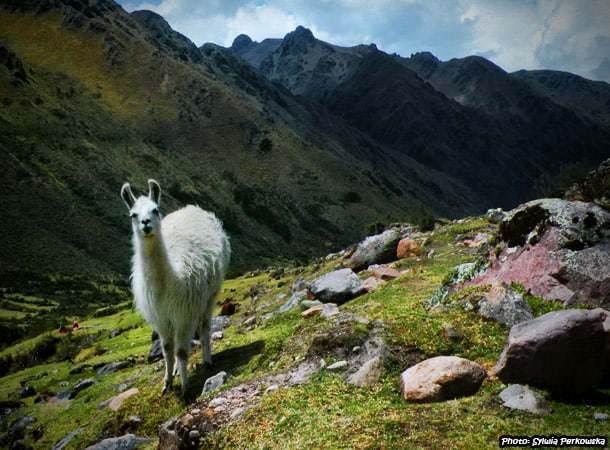 Alpacas and llamas in Andes