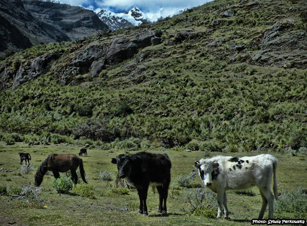 Cows in peruvian Andes