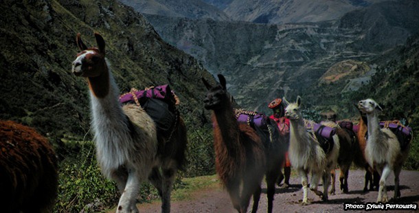 Llamas, alpacas and cows in peruvian landscapes