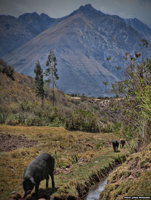 Peruvian pigs in the Andas
