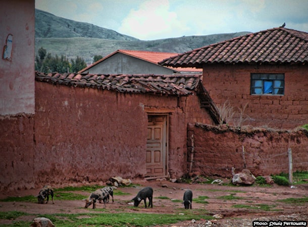 Peruvian pigs in the Andas