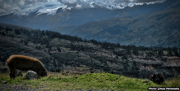 How looks like the life of Peruvian pigs in Andes?
