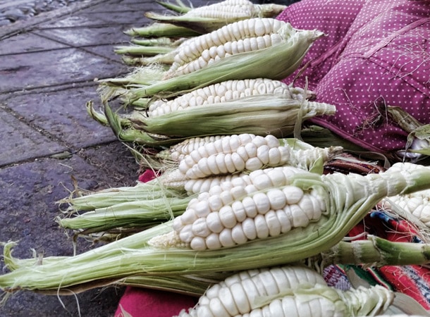 Choclo corn in Peru