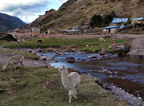 Alpaca during Lares trek