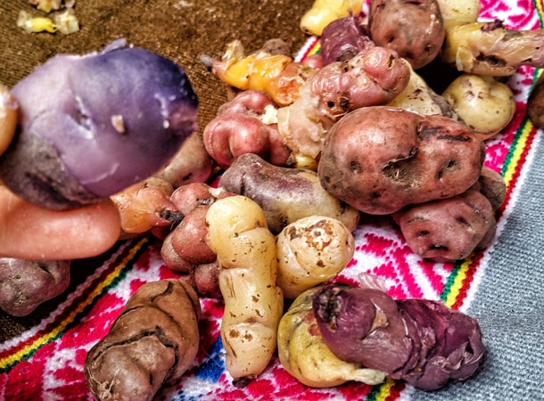 Wyprawy do Peru i wiele odmian ziemniaka