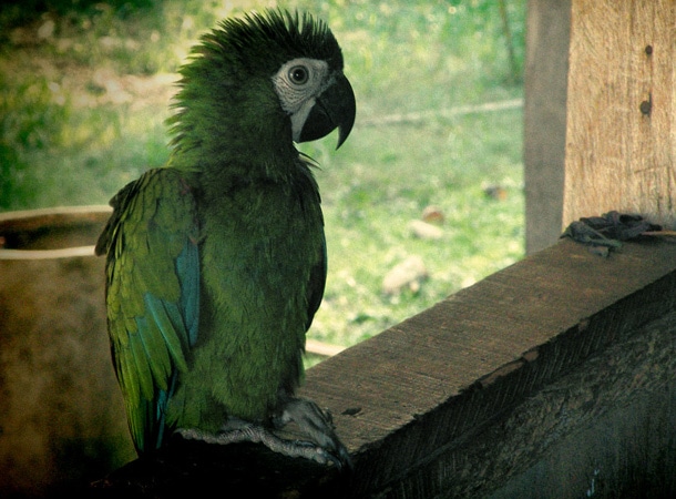  Zwierzęta podczas wakacji w Peru