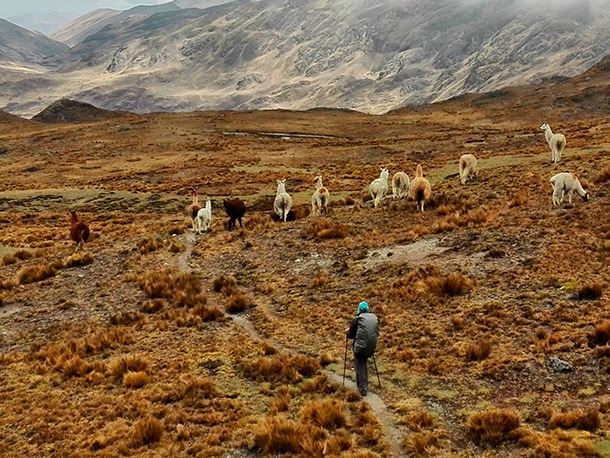 Wyprawy trekkingowe w Peru, alpaki na trasie