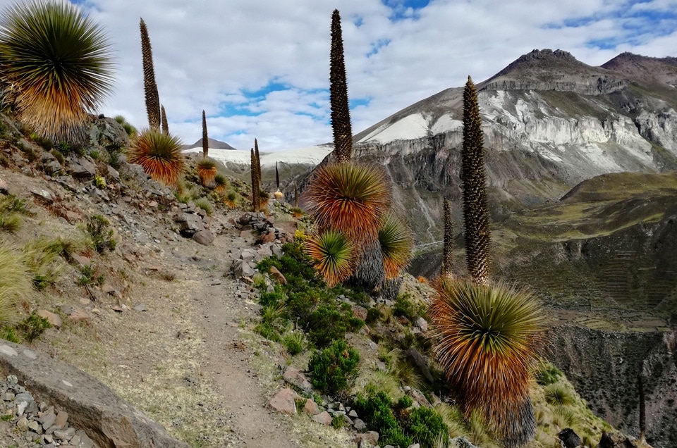 Giganty z rodziny bromeliowatych tylko w Peru i Boliwii