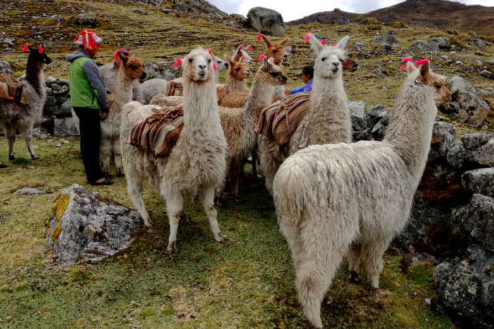 Podróżuj po Peru taniej z naszym FAM TRIP