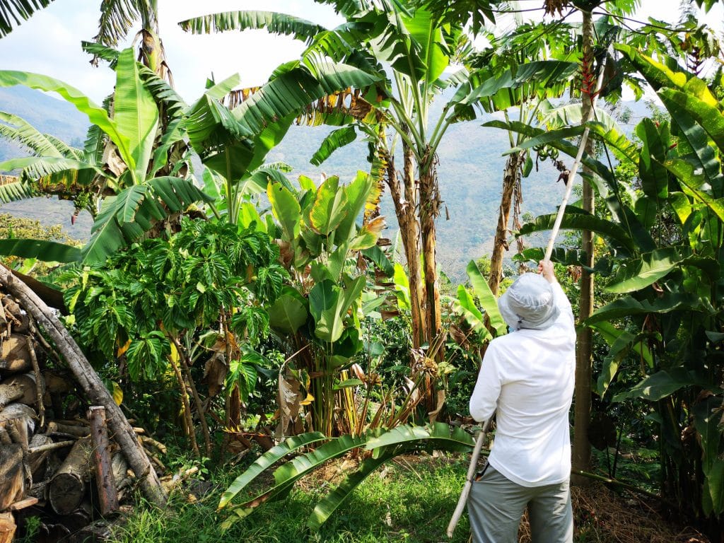 Odpoczynek na plantacji kawy po wycieczce Trekking Inca Trail do Machu Picchu